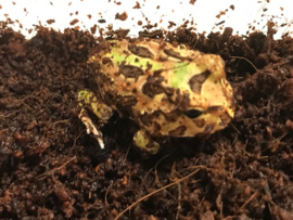 Pacman Bruin (Ceratophrys Cranwelli) v.a. €35,-