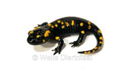 Vuursalamander / Salamandra S. Salamandra v.a. €50,-