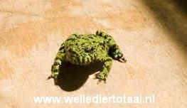 Koreaanse vuurbuikpad (Bombina Orientalis) v.a. €9,50