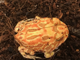 Pacman Strawberry/Apricot (Ceratophrys Cranwelli) €55,-