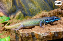 Vijfstreepskink | Trachylepis Quinquetaeniata v.a. €20,-