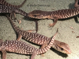 Steppevaraan (Varanus Exanthematicus) v.a. €50,-