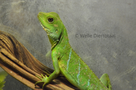 Wateragaam (Physignathus Cocincinus) v.a. €50,-