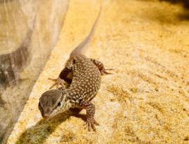 Stekelstaartvaraan (Varanus Acanthurus) v.a. €250,-