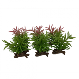 Crassula 13 x 10,5 x 16cm - Assorti