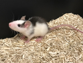 Rat €15-