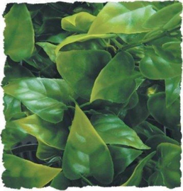 Zoomed Natural Bush - Mexican Phyllo - Medium - 46cm