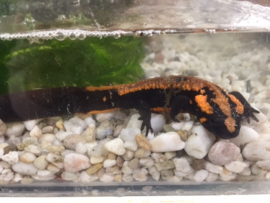 Laos salamander (Laotriton Laoensis) v.a. €180,-