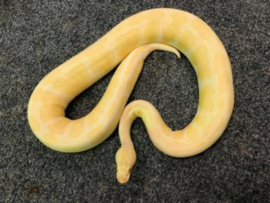 Koningspython, Pyhton Regius Albino