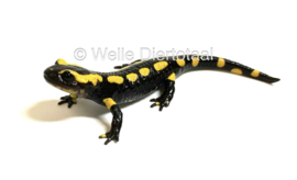 Vuursalamander / Salamandra S. Terrestris v.a. €50,-