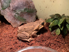 Reuzenpad (Rhinella Marina)  €80,-