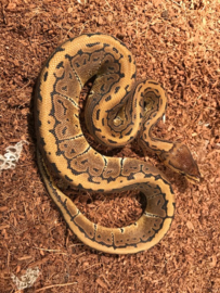 Koningspython (Python Regius Pinstripe)