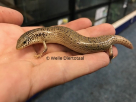 Parelskink (Chalcides Ocellatus)