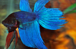 Betta Splendens Man Blauw (Kempvis) €8,95