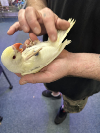 Halsbandparkiet Albino (prijs op aanvraag)