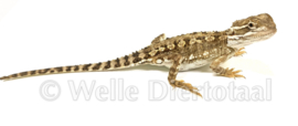 Dwergbaardagaam (Pogona Henrylawsoni) v.a. €100,-