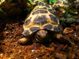 Vierteenlandschildpad (Testudo horsfieldii)