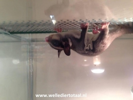 Wildkleur Sugar Glider  / Suikereekhoorn / Petaurus Breviceps v.a. €150,-