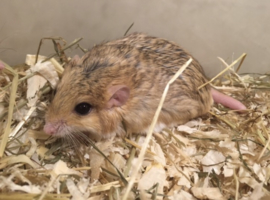 Dikstaartgerbil (Vetstaartgerbil) v.a. €20,-