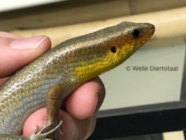 Eutropis Multifasciata / Veelstreepskink v.a. €25,00
