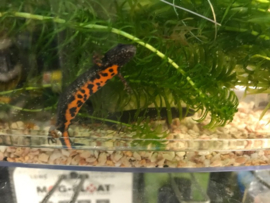 Donau Kamsalamander (Triturus Dobrogicus)