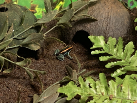 Phyllobates Vittatus (Gestreepte Pijlgifkikker) €45,-
