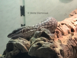 Stekelstaartvaraan (Varanus Acanthurus) v.a. €250,-