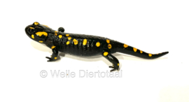 Vuursalamander / Salamandra S. Salamandra v.a. €50,-