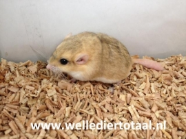 Dikstaartgerbil (Vetstaartgerbil) v.a. €20,-