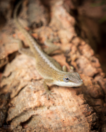 Roodkeelanolis (Anolis Carolinensis) man €19,- / vrouw €35,-