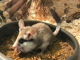 Woestijnslaapmuis (Eliomys Melanurus) v.a. €100,-