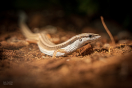 Langstaarthagedis (Takydromus Sexlineatus) €20,-