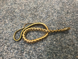 Taiwanese Rattenslang (Orthriophis Taeniurus) v.a. €45,-