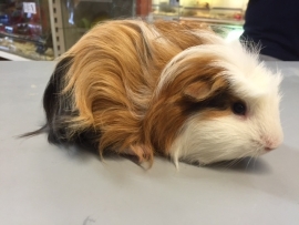 Cavia Langhaar Man €10,-