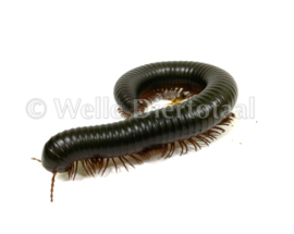 Afrikaanse Reuzenmiljoenpoot (Archispirostreptus gigas) €25,-