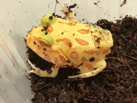 Pacman Albino (Ceratophrys Cranwelli) v.a. €35,-