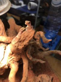 Microgekko (Tropiocolotes Steudneri) v.a. €15,-