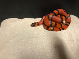 Koningsslang (Lampropeltis Triangulum Hondurensis Tangerine) v.a. €45,-