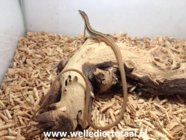 Langstaarthagedis (Takydromus Sexlineatus) v.a. €20,-