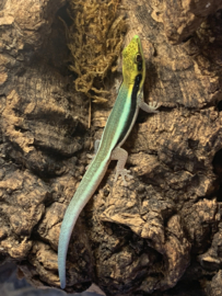 Klemmer's Daggekko | Phelsuma Klemmeri €95,-