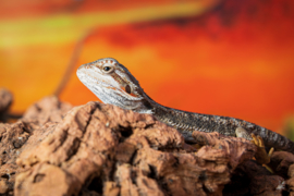 Baardagaam (Pogona vitticeps) v.a. €65,-