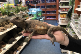 Chuckwalla (Sauromalus sp.) v.a. €200,-