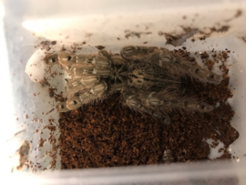 Heteroscodra Maculata v.a. €20,-