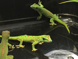 Madagascar reuzendaggekko | Phelsuma Madagascariensis Grandis v.a. €75,-