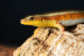 Eutropis Multifasciata / Veelstreepskink v.a. €25,00