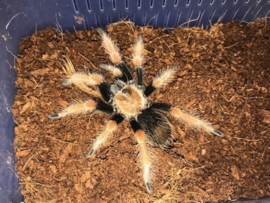 Mexicaanse Roodpootvogelspin (Brachypelma Boehmei) v.a. €30,-