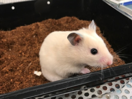 Syrische Hamster (Goudhamster) €15,-