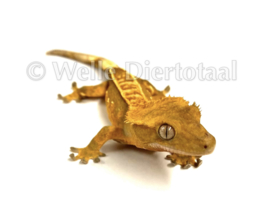 Wimpergekko (Correlophus Ciliatus) v.a. €50,-