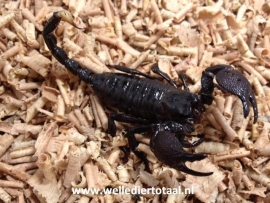 Keizerschorpioen (Pandinus Imperator) v.a. €25,-