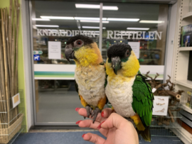 Caique €600,-